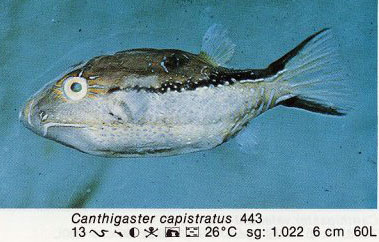 Canthigaster capistratus
